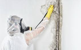 Best Environmental Consulting for Mold Prevention  in Keokea, HI